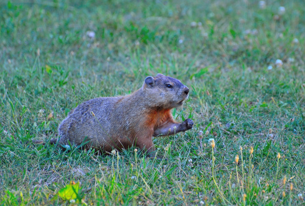 10 Fun Crafts for Celebrating Groundhog Day